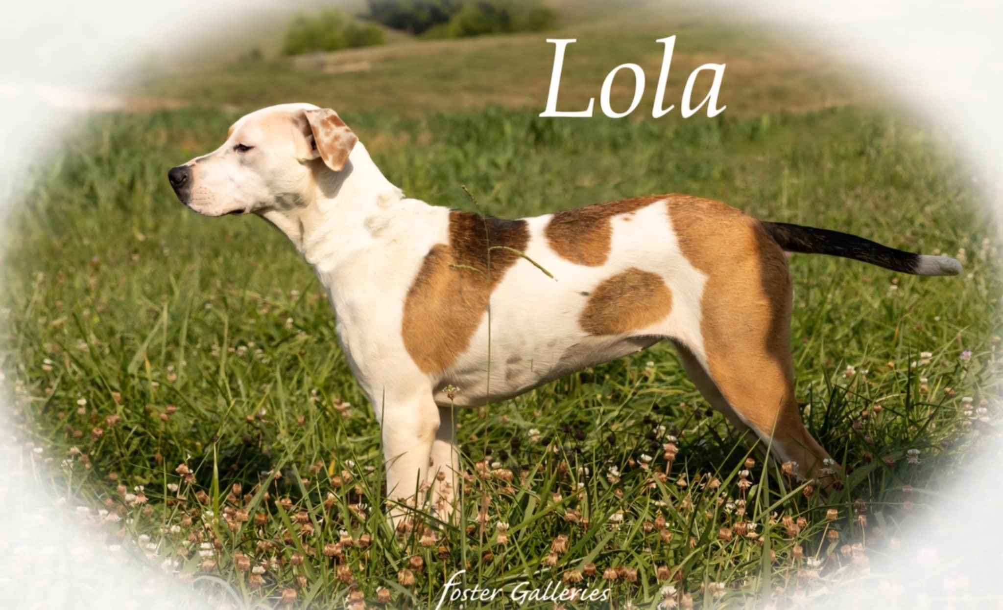 Lola, a Adoptable mixed breed in Greeneville, TN image 4/4