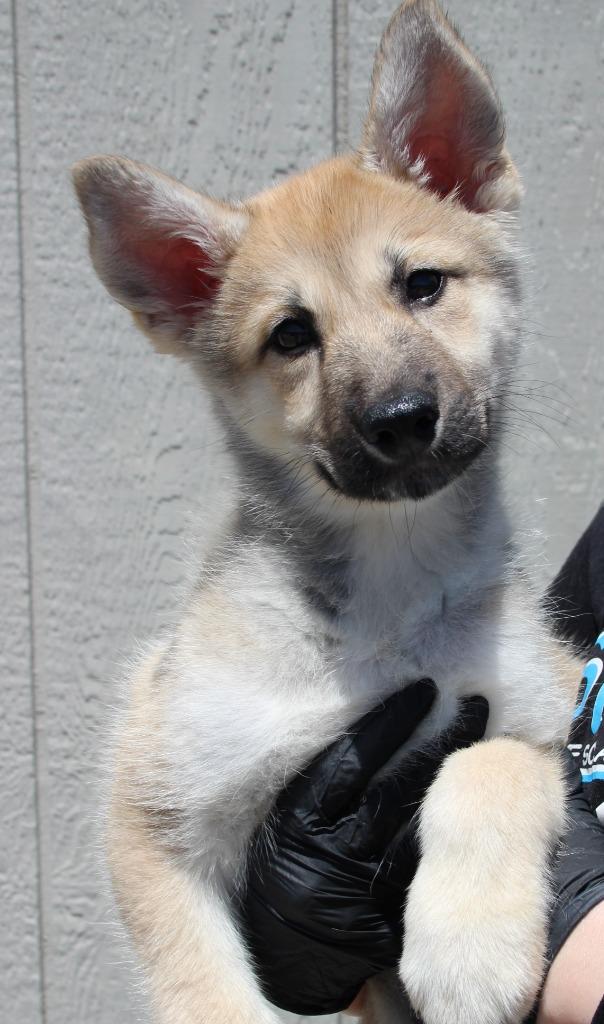 Enlarge Jerry, a Adoptable mixed breed in Vacaville, CA image 1/1