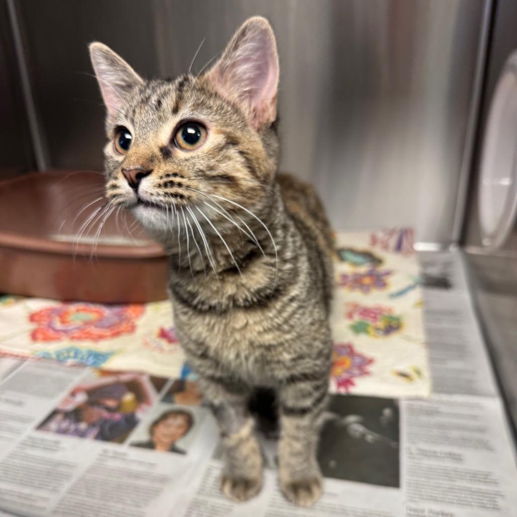 Squash, Adoptable, Kitten Female Domestic Short Hair.