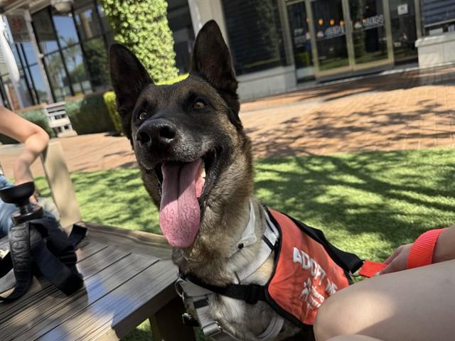 NYLAH, Adoptable, Adult Female Belgian Shepherd / Malinois.