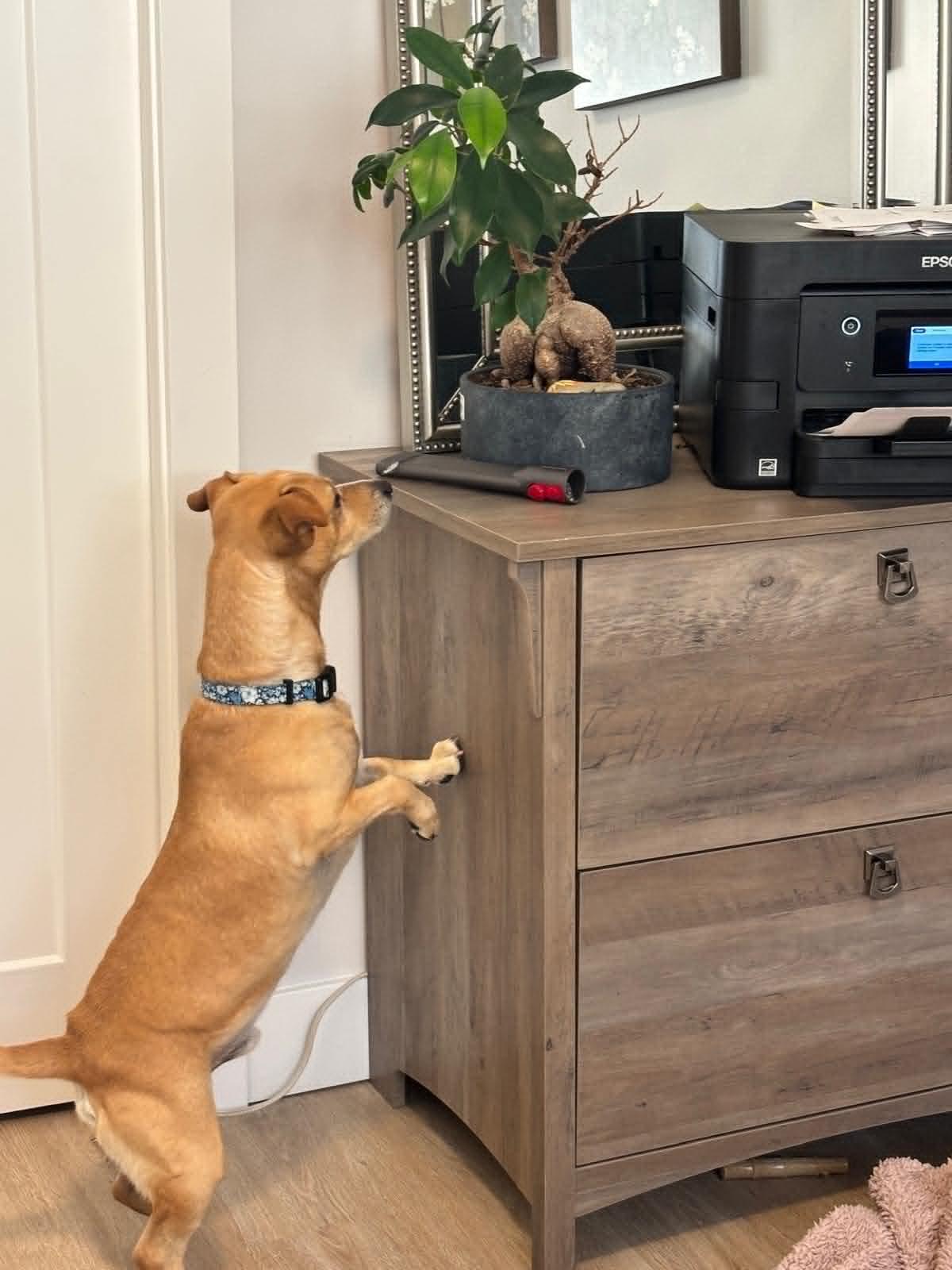 Enlarge Johnnie and Walker (Bonded Pair), a ADOPTABLE Mixed Breed in Calgary, AB image 6/6