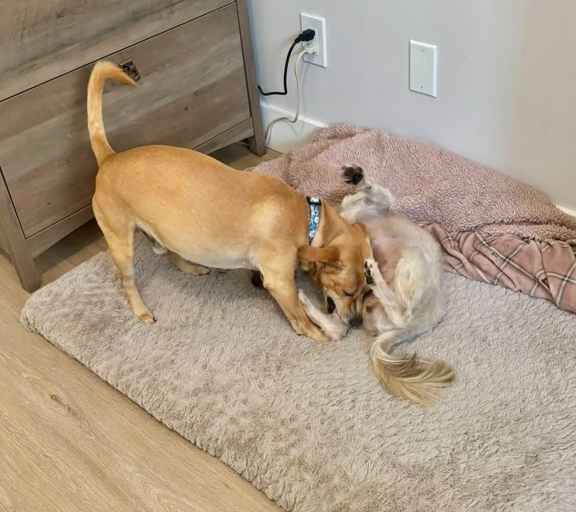 Enlarge Johnnie and Walker (Bonded Pair), a ADOPTABLE Mixed Breed in Calgary, AB image 4/6