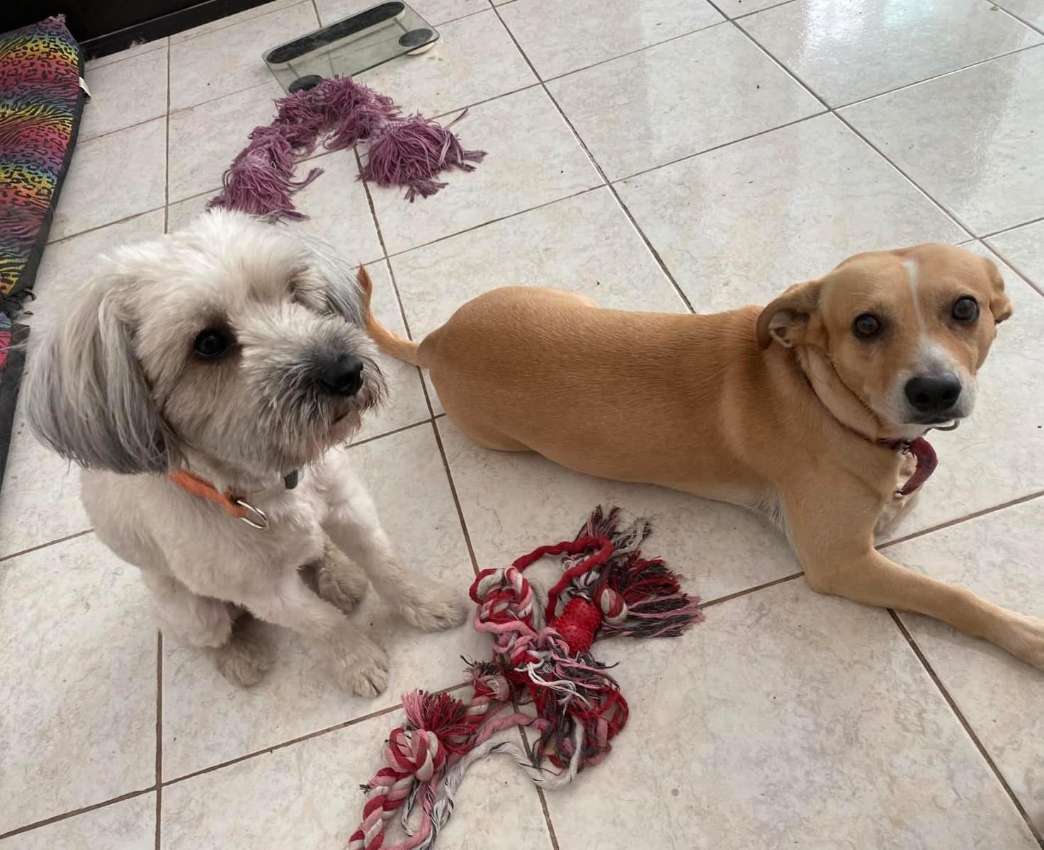 Enlarge Johnnie and Walker (Bonded Pair), a ADOPTABLE Mixed Breed in Calgary, AB image 1/6