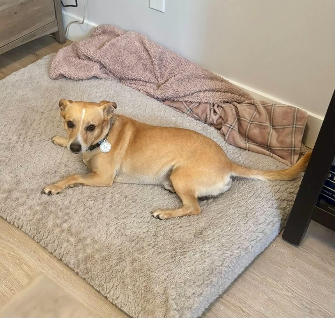 Enlarge Johnnie and Walker (Bonded Pair), a ADOPTABLE Mixed Breed in Calgary, AB image 5/6