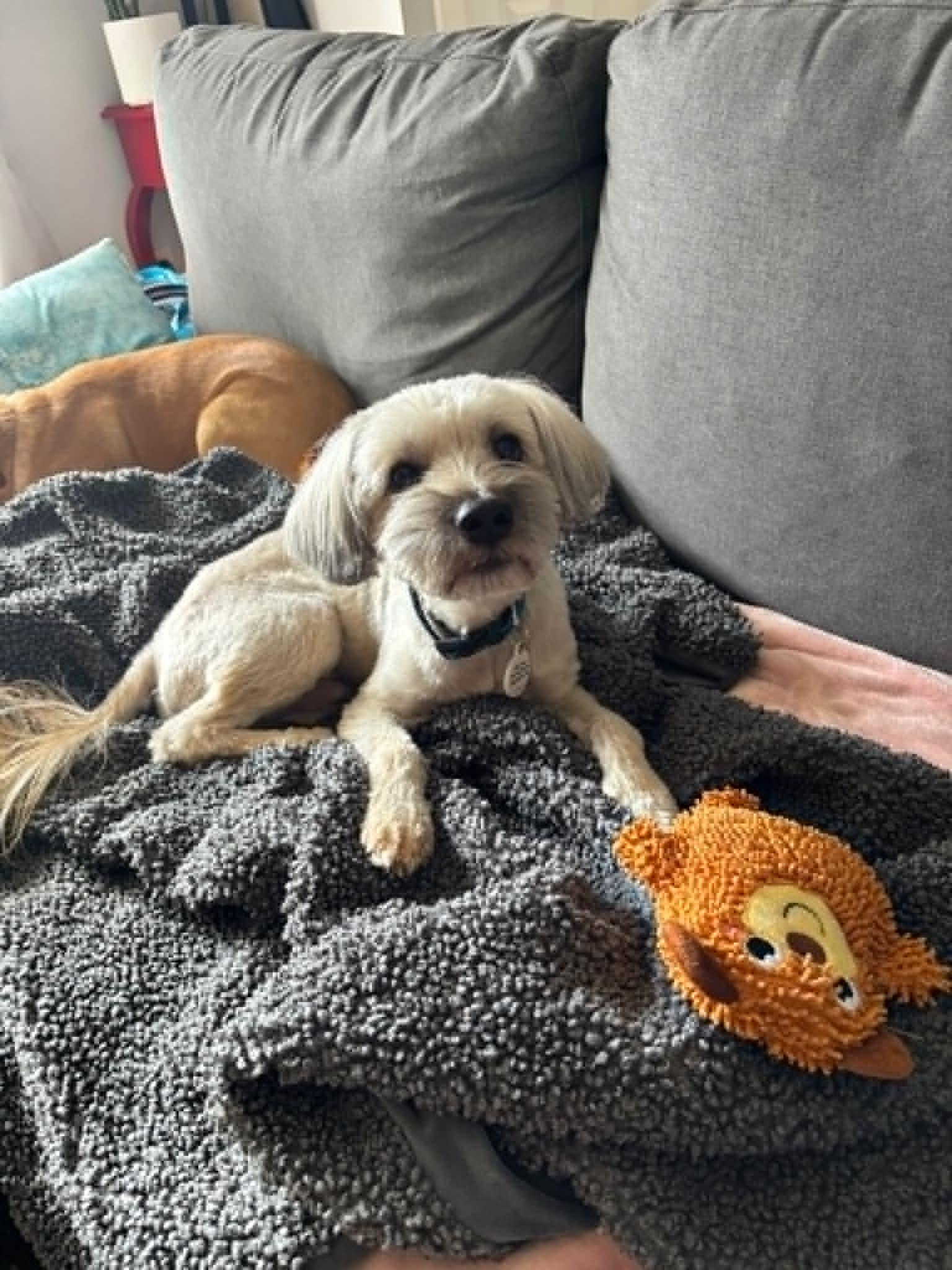 Enlarge Johnnie and Walker (Bonded Pair), a ADOPTABLE Mixed Breed in Calgary, AB image 3/6