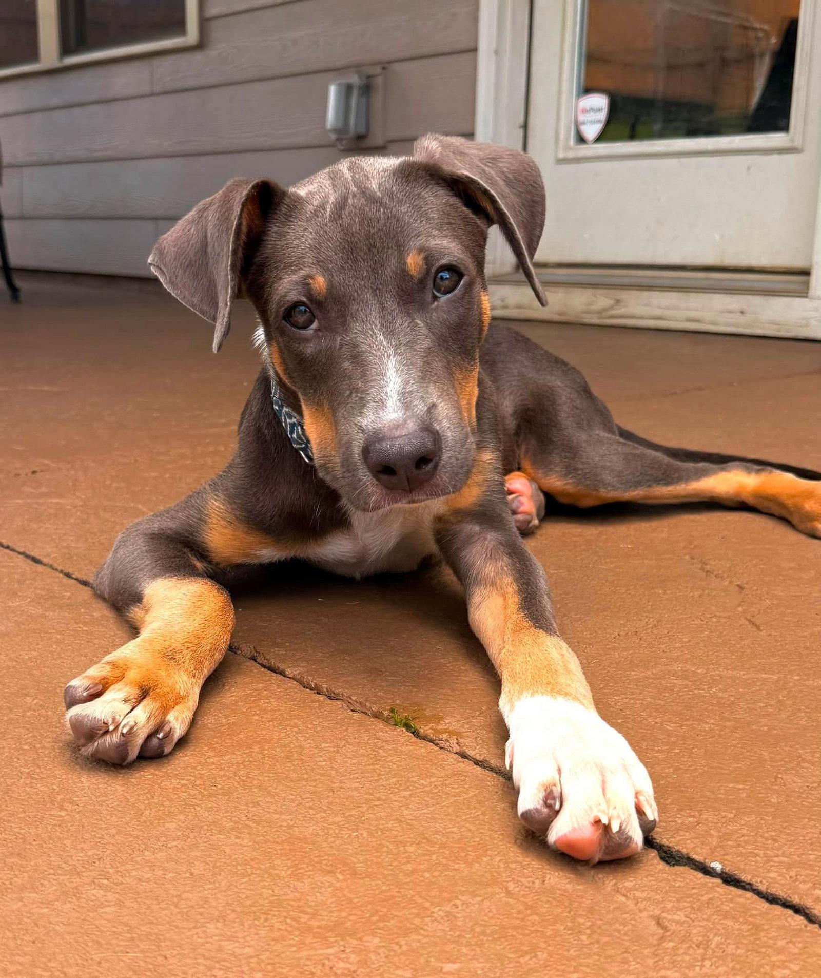 Ludwig, Adopted, Young Male Terrier.