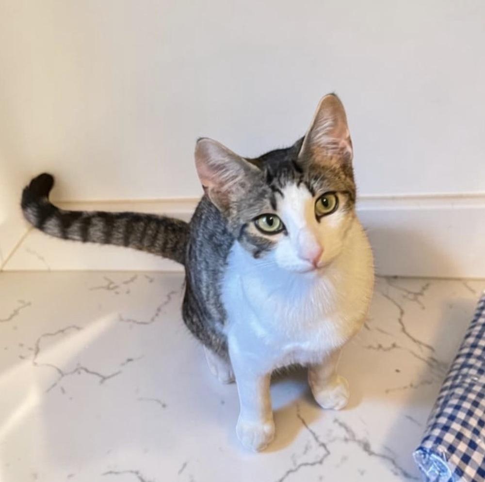 Tuesday, Adoptable, Kitten Female Domestic Short Hair.