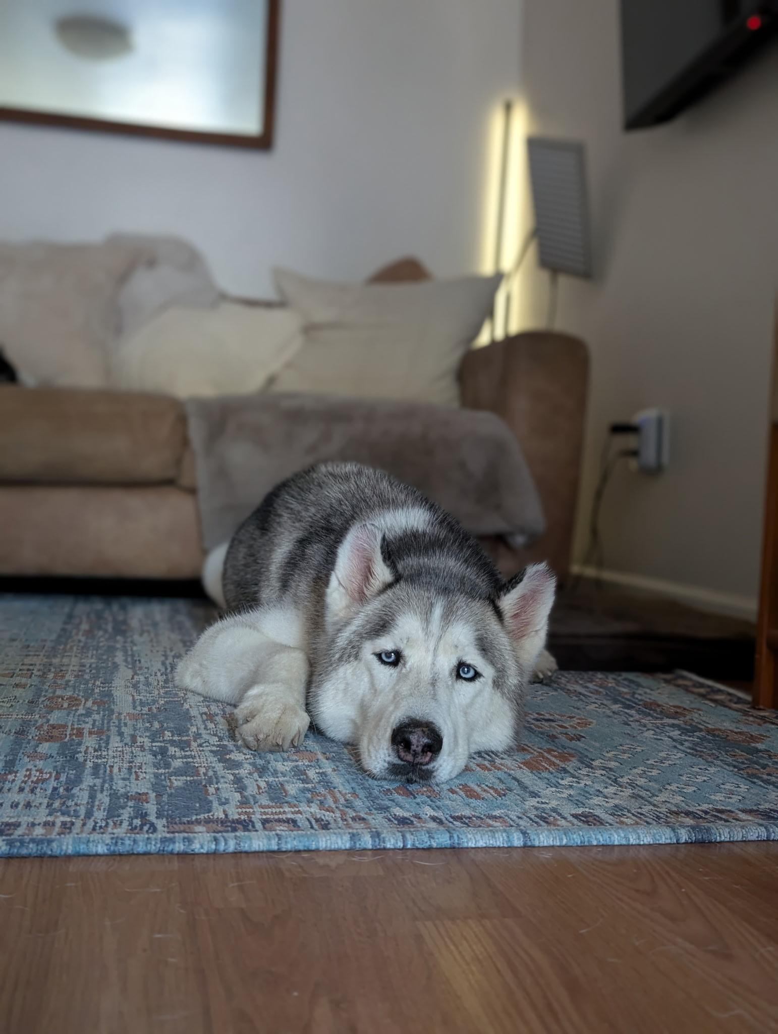 Willis, a ADOPTABLE Husky in Templeton, CA image 6/6