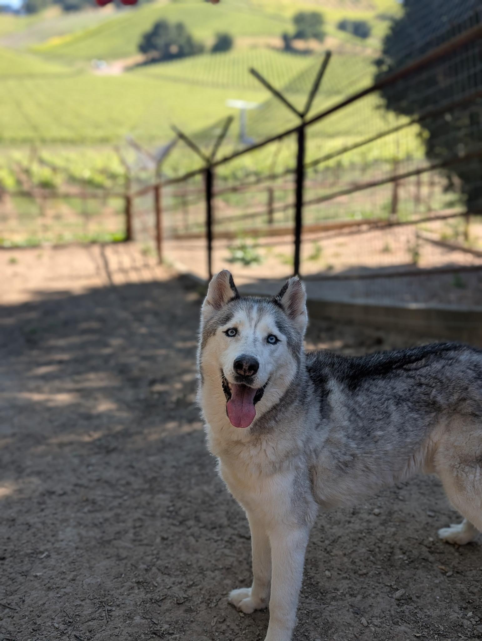 Willis, a ADOPTABLE Husky in Templeton, CA image 4/6