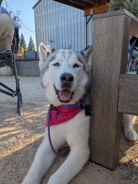 Willis, ADOPTABLE, Senior Male Husky.