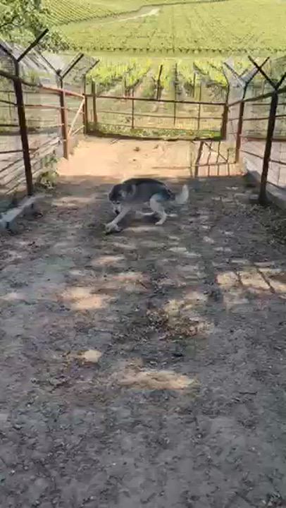 Enlarge Willis, a ADOPTABLE Husky in Templeton, CA video 3/6