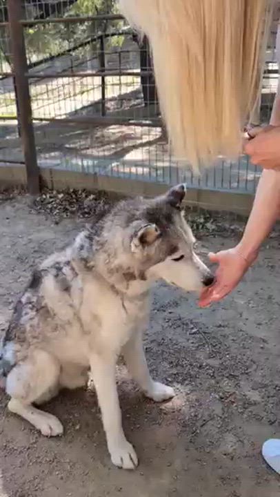 Enlarge Willis, a ADOPTABLE Husky in Templeton, CA video 2/6