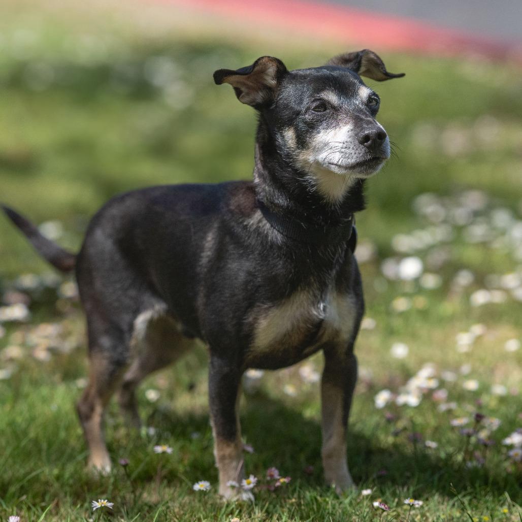 Hennessy, a Adoptable mixed breed in Pacifica, CA image 1/6