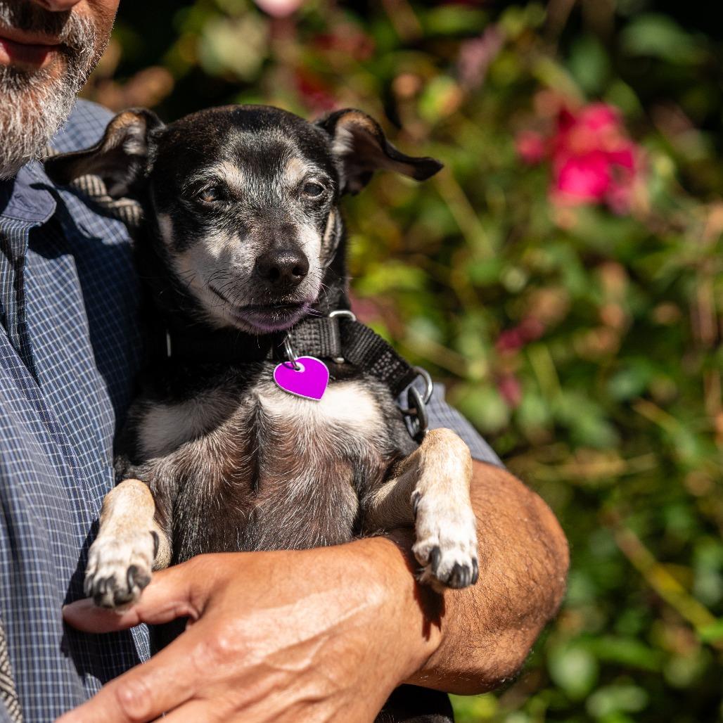Hennessy, Adoptable, Senior Male Miniature Pinscher & Chihuahua.