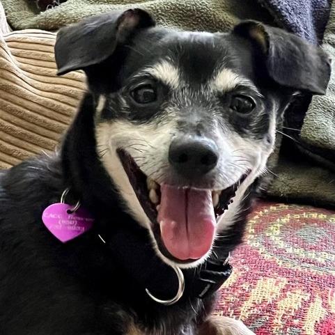 Hennessy, Adoptable, Senior Male Miniature Pinscher & Chihuahua.