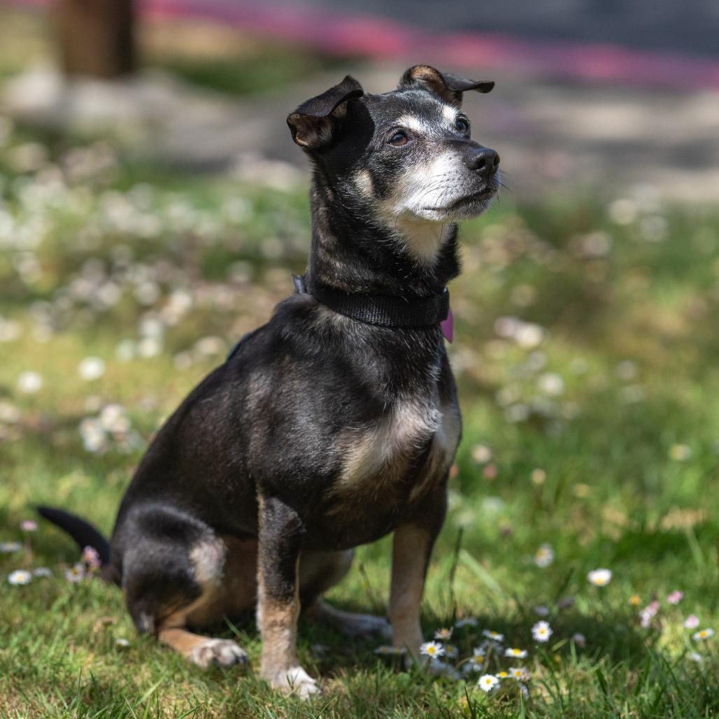 Hennessy, a Adoptable mixed breed in Pacifica, CA image 3/6
