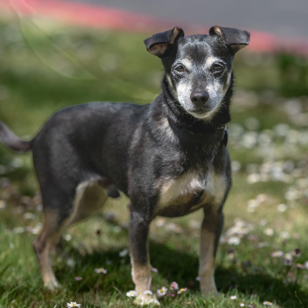 Hennessy, a Adoptable mixed breed in Pacifica, CA image 5/6