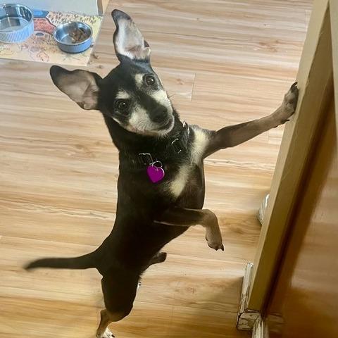 Enlarge Hennessy, a Adoptable mixed breed in Pacifica, CA image 6/6