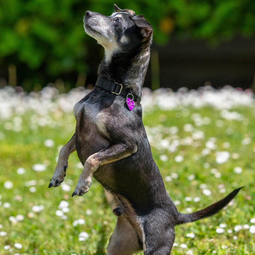 Hennessy, a Adoptable mixed breed in Pacifica, CA image 6/6