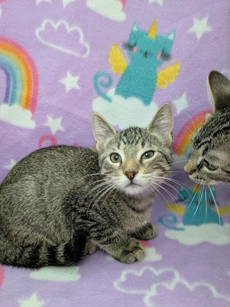 Rowan, Adoptable, Kitten Male Tabby.