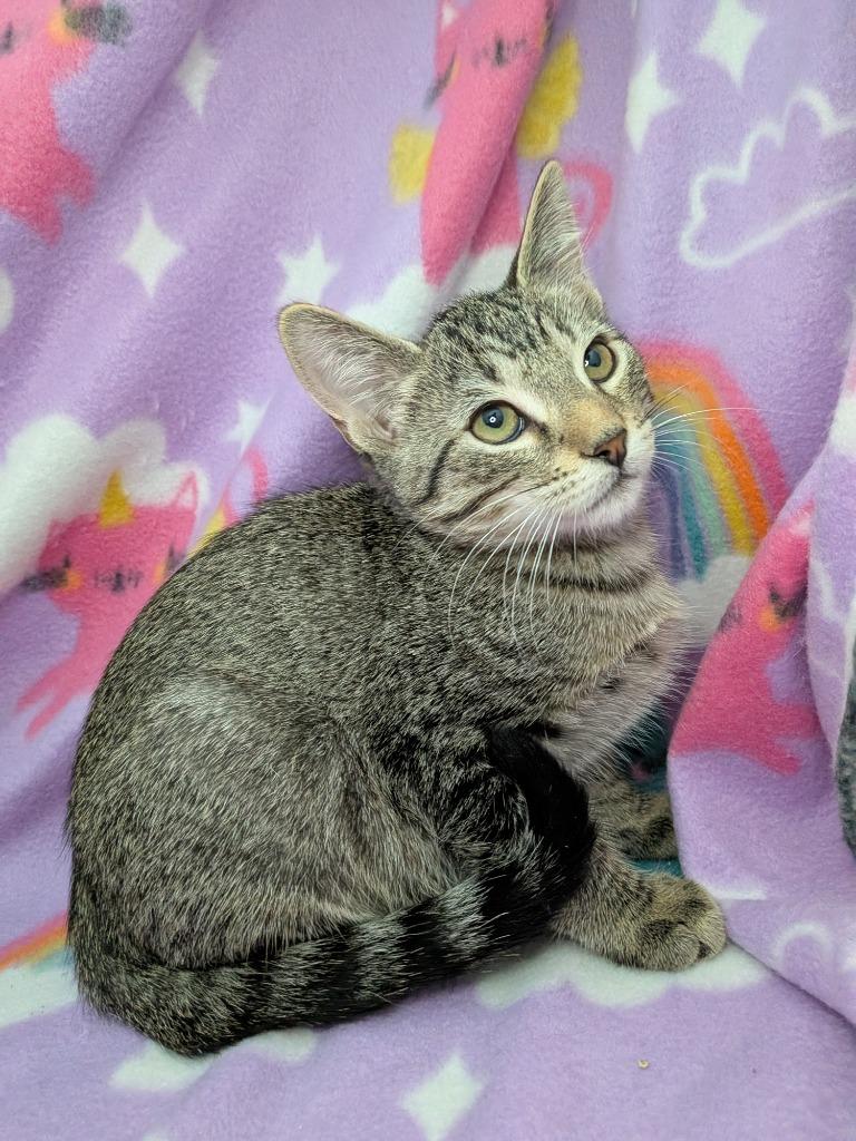 Enlarge Rowan, a Adoptable Tabby in San Antonio, TX image 2/5