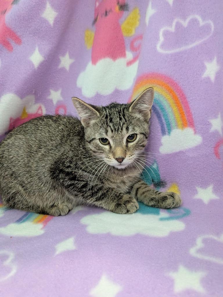 Enlarge Rowan, a Adoptable Tabby in San Antonio, TX image 3/5
