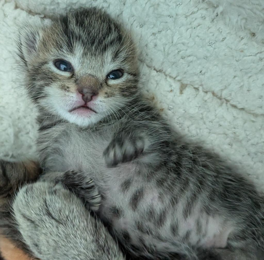 Enlarge Rowan, a Adoptable Tabby in San Antonio, TX image 4/5