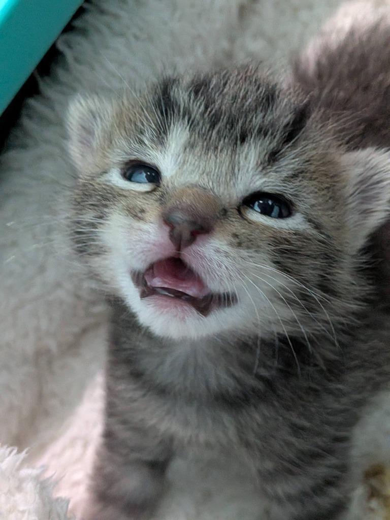 Enlarge Rowan, a Adoptable Tabby in San Antonio, TX image 5/5