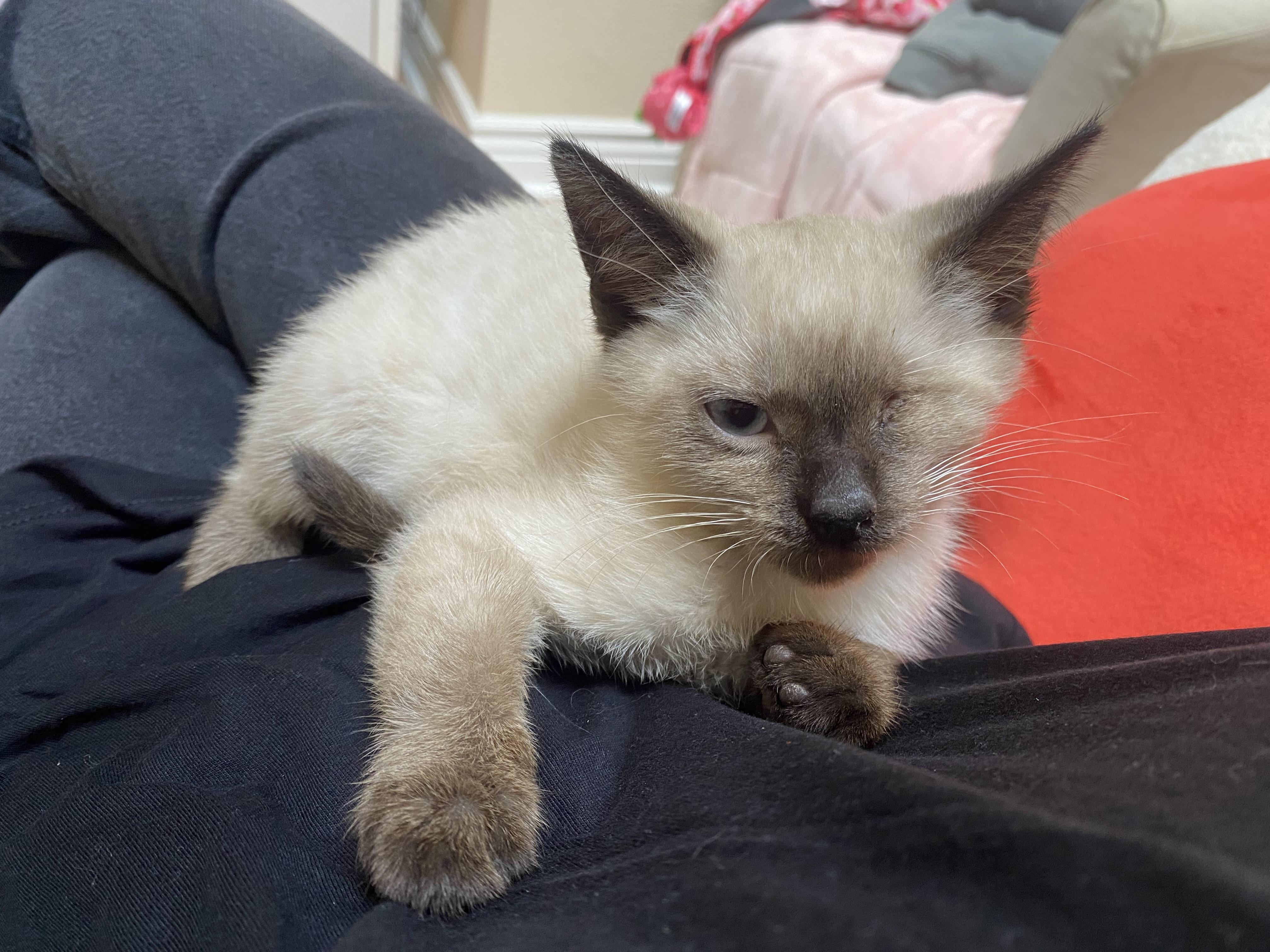 Enlarge Meringue, a Adopted Domestic Short Hair in Stockbridge, MI image 4/4