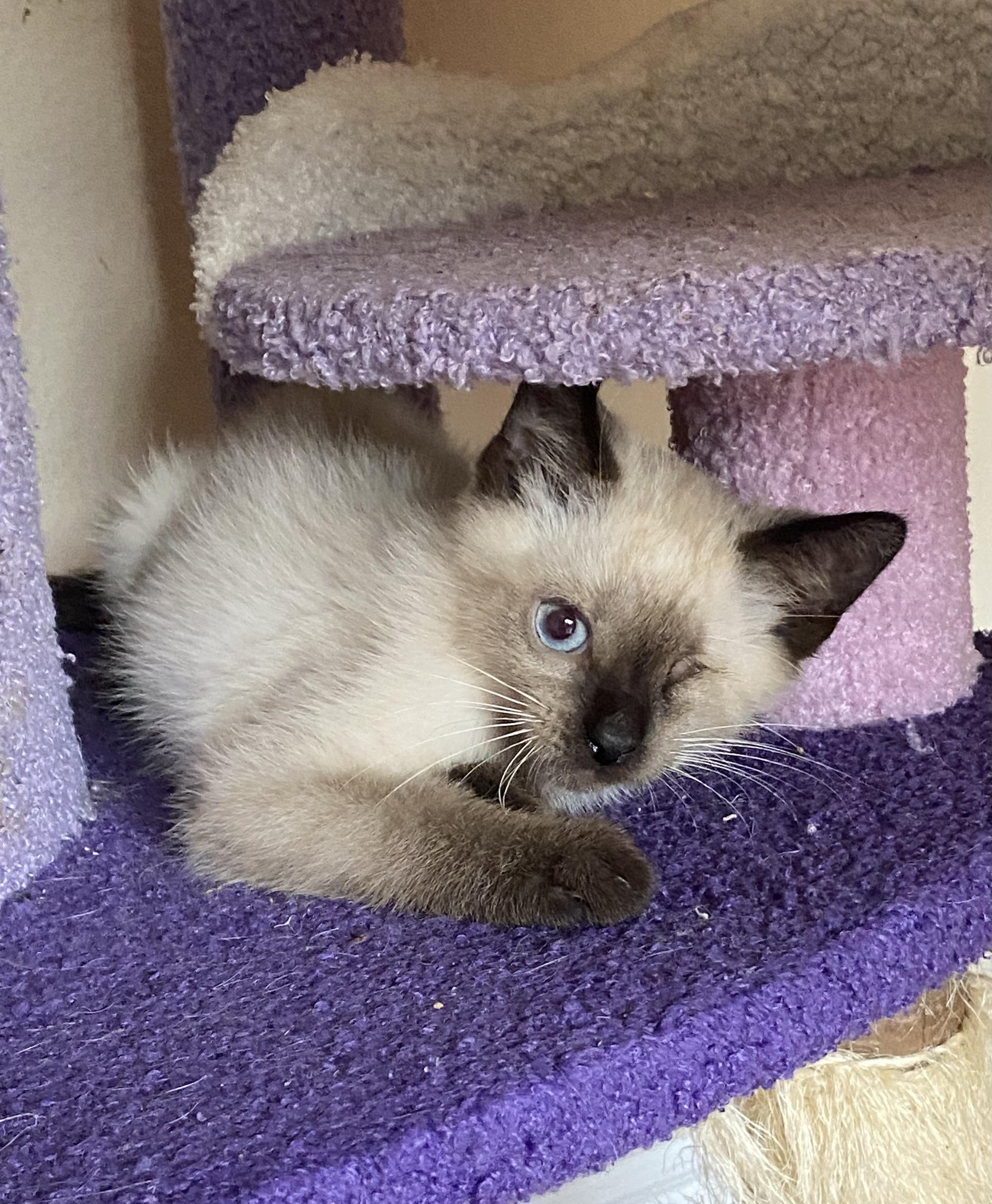 Meringue, Adopted, Kitten Male Domestic Short Hair.