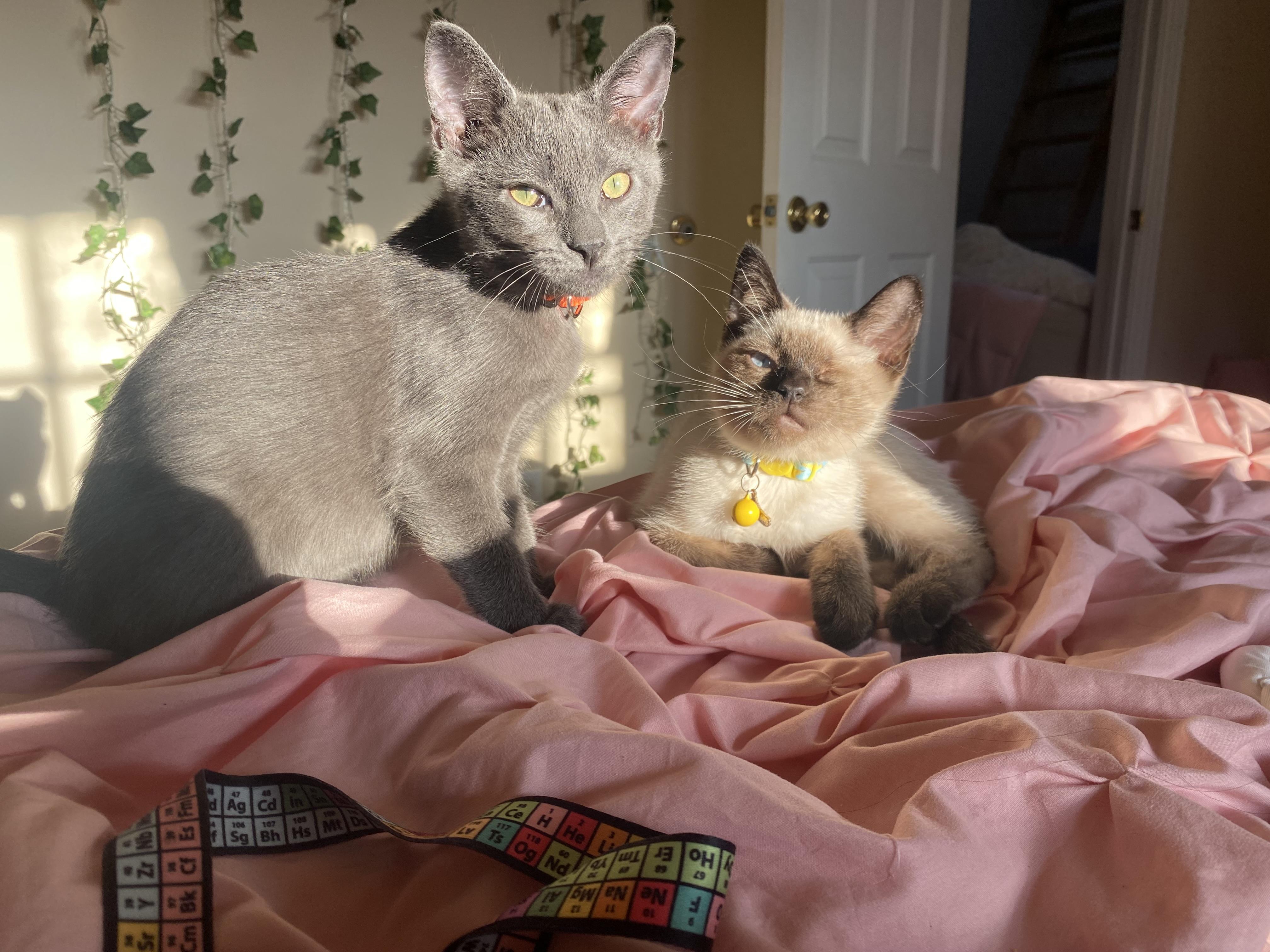 Enlarge Meringue, a Adopted Domestic Short Hair in Stockbridge, MI image 3/4