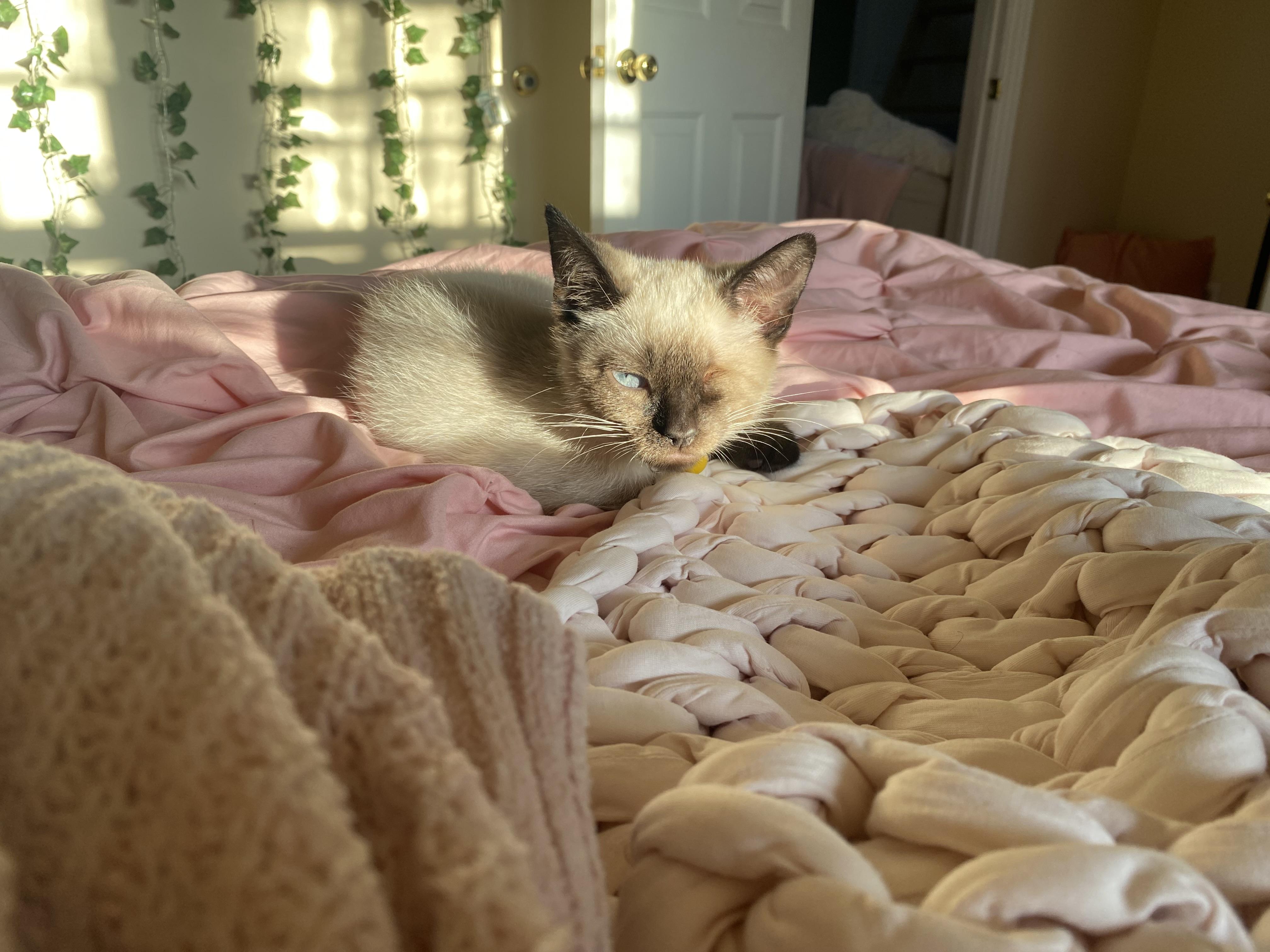 Meringue, Adopted, Kitten Male Domestic Short Hair.