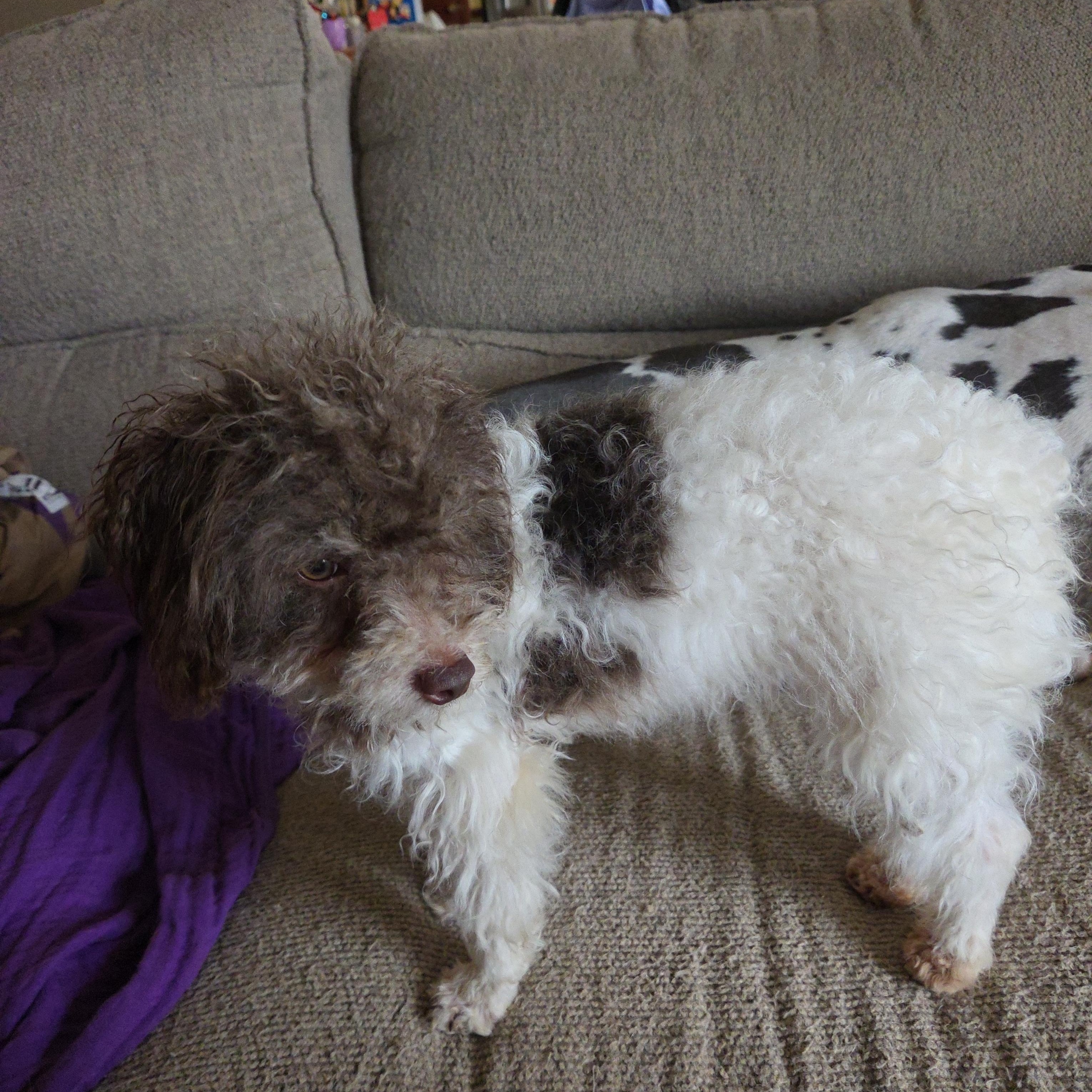 Carly, Adopted, Puppy Female Miniature Poodle.
