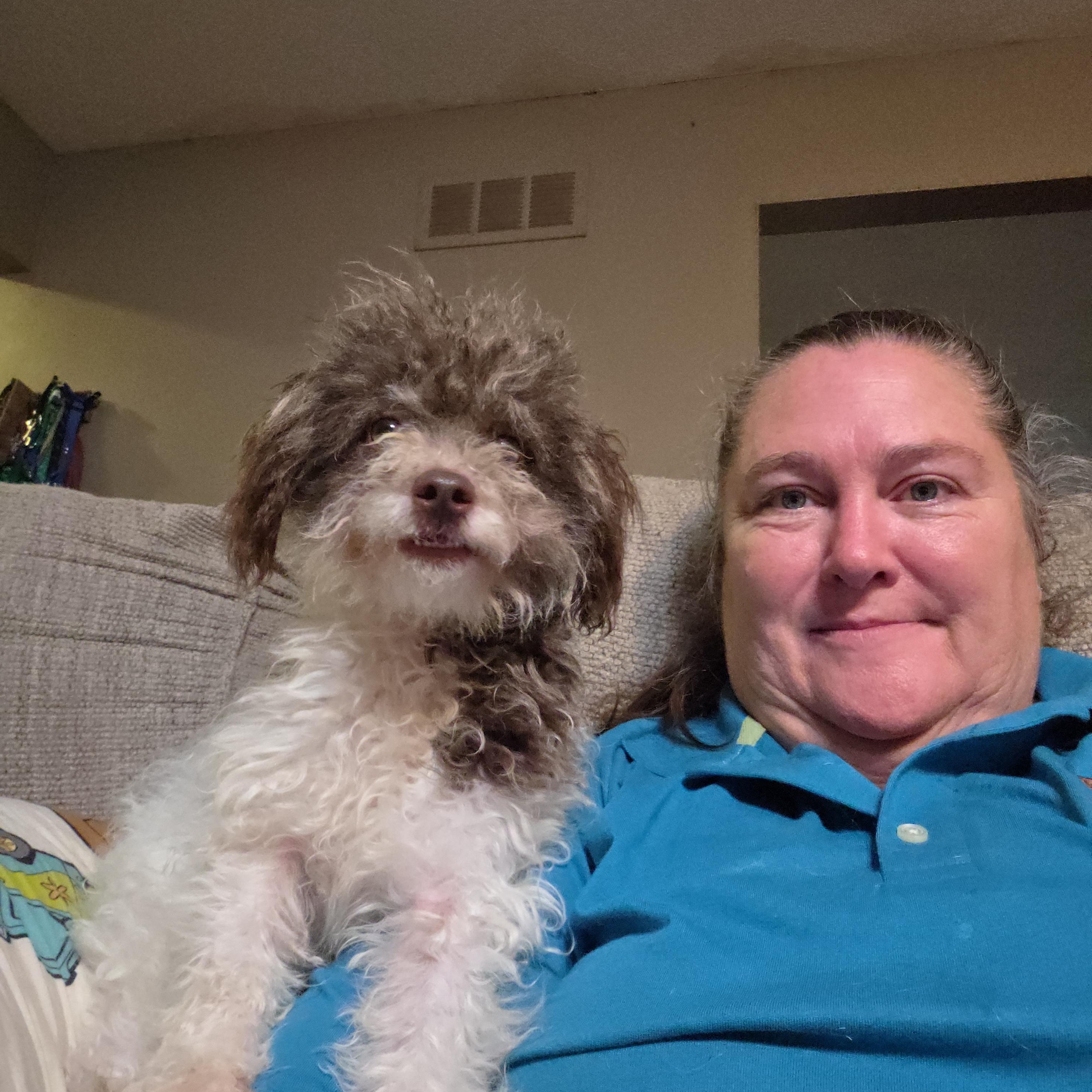 Enlarge Carly, a Adopted Miniature Poodle in Toledo, OH image 2/2
