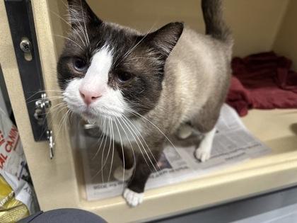Enlarge Milo, a ADOPTABLE Snowshoe in Converse, TX image 1/1