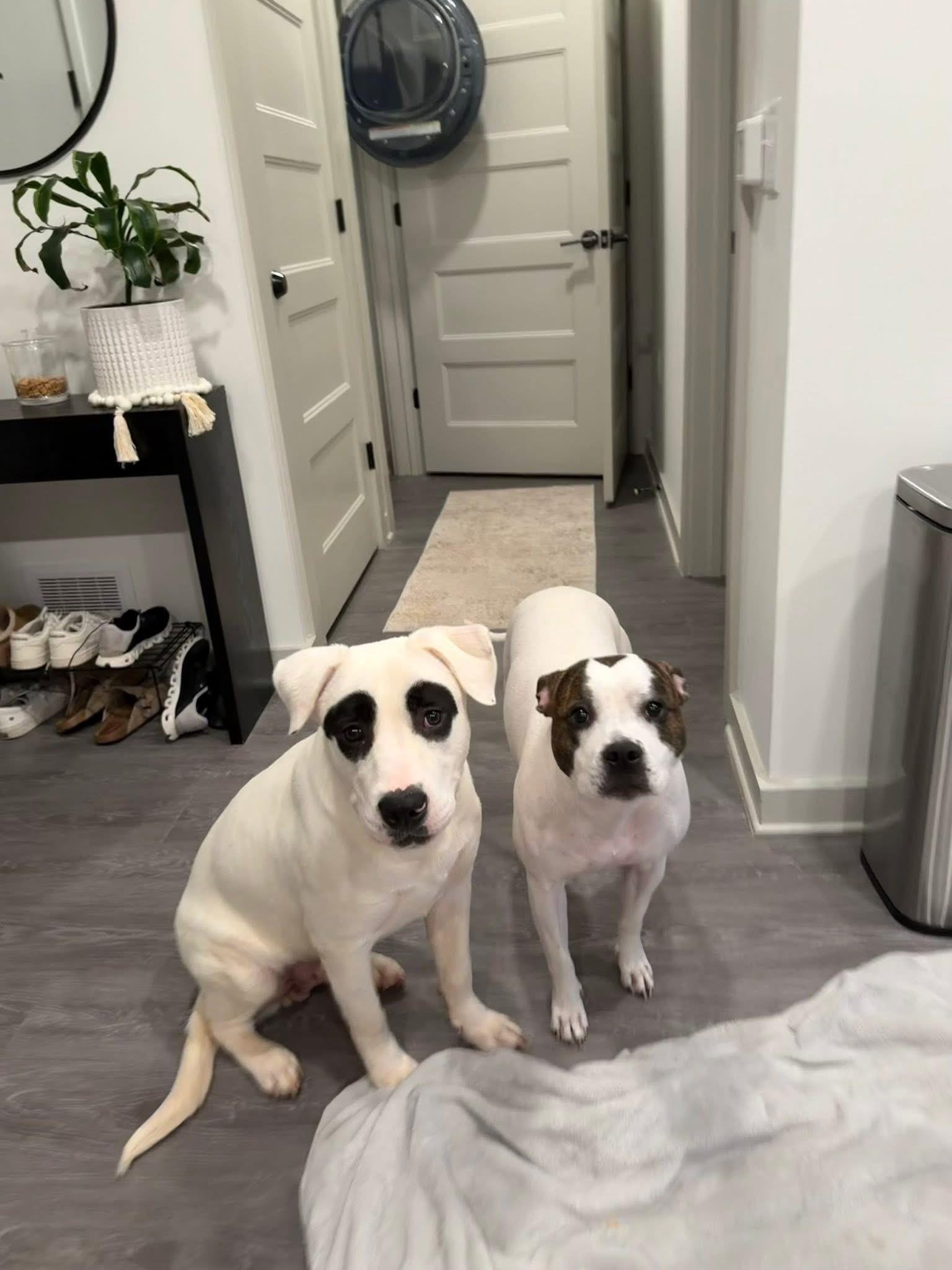 Bandit, a ADOPTABLE Mixed Breed in Charlotte, NC image 2/4