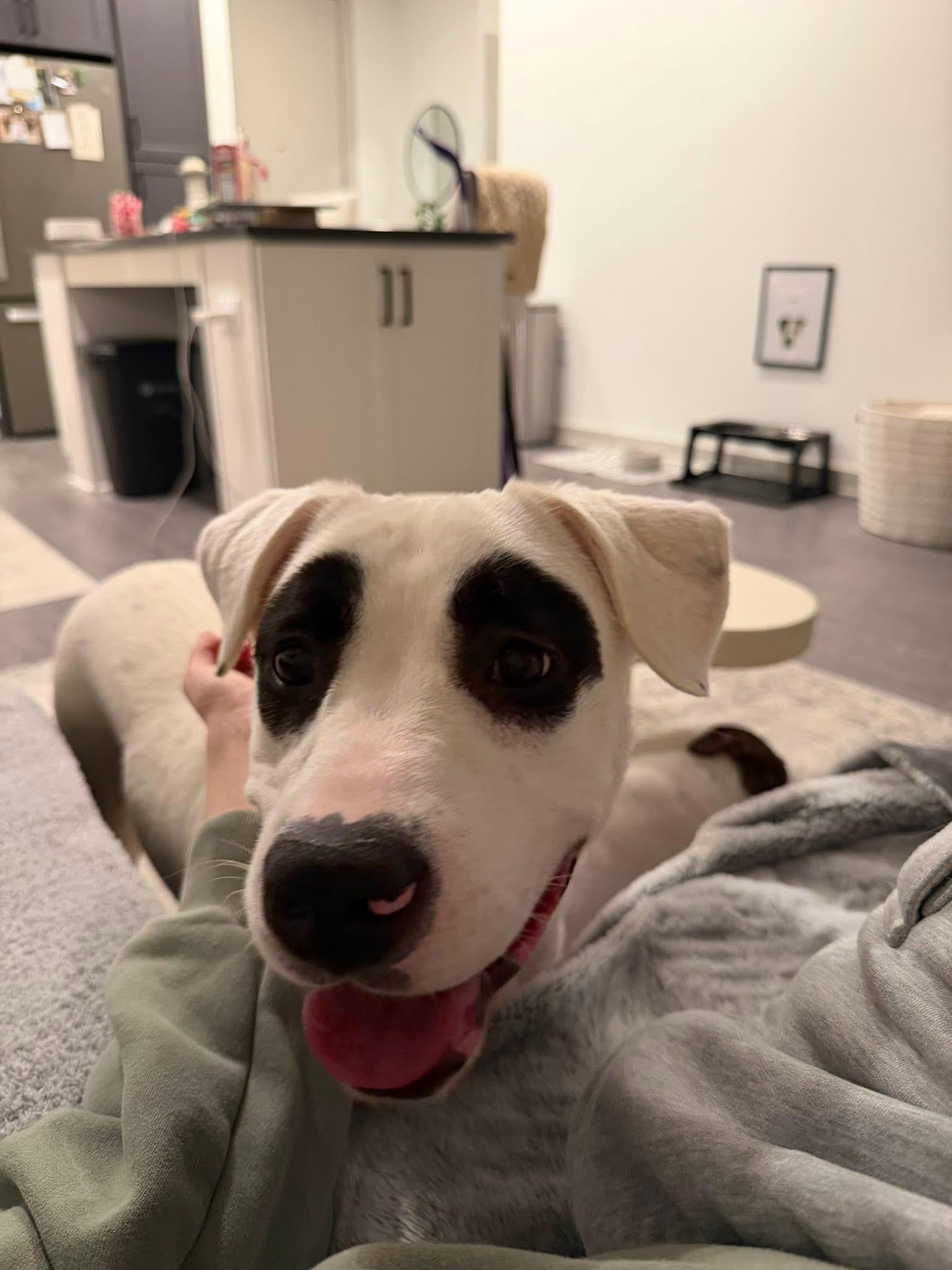 Bandit, a ADOPTABLE Mixed Breed in Charlotte, NC image 3/4