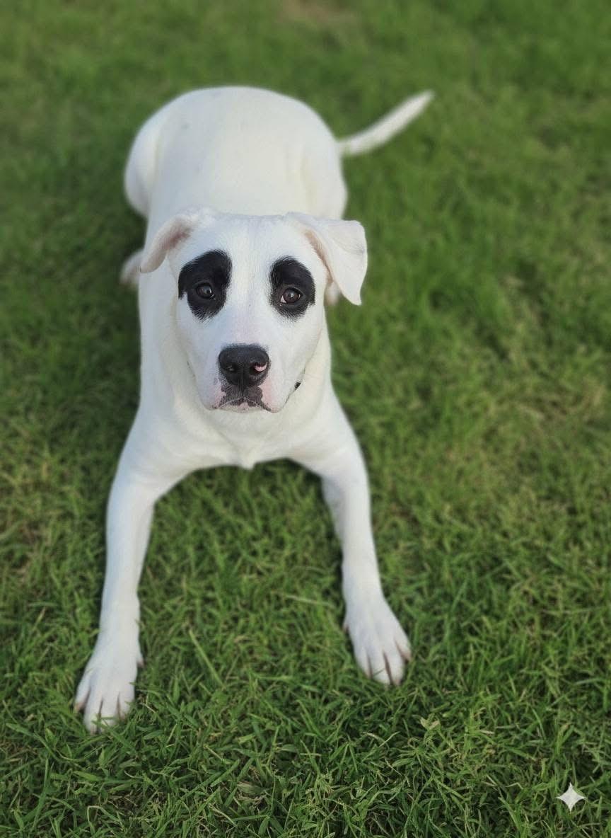 Bandit, a ADOPTABLE Mixed Breed in Charlotte, NC image 1/4