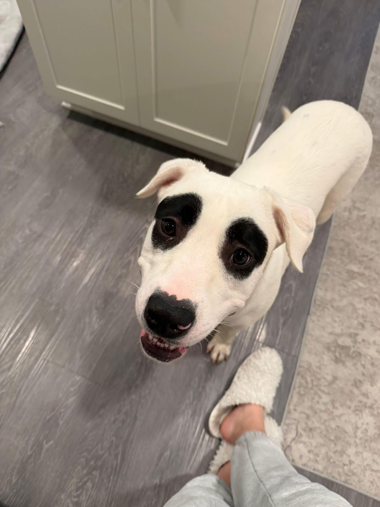 Bandit, a ADOPTABLE Mixed Breed in Charlotte, NC image 4/4