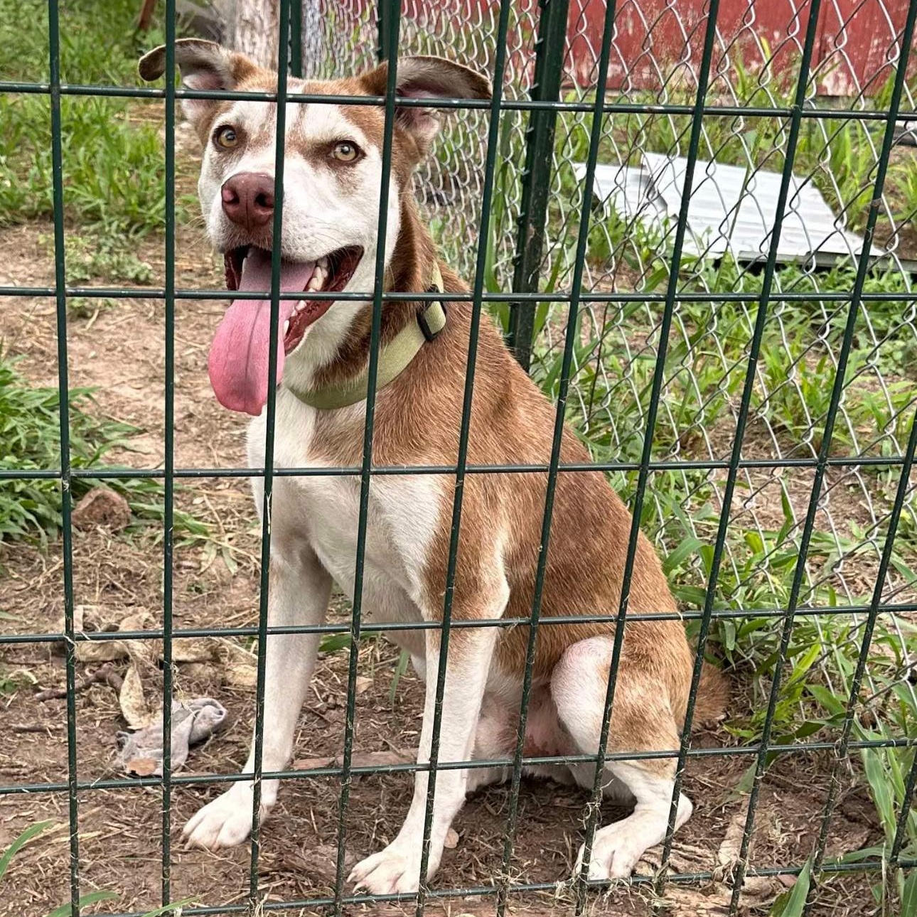 Enlarge Dug, a Adoptable mixed breed in Seattle, WA image 3/6