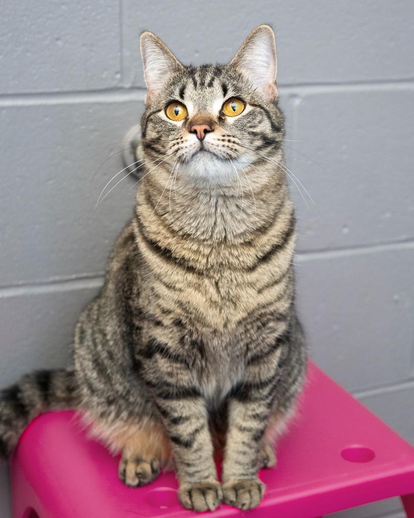 Jesse, Adoptable, Young Male Domestic Short Hair.