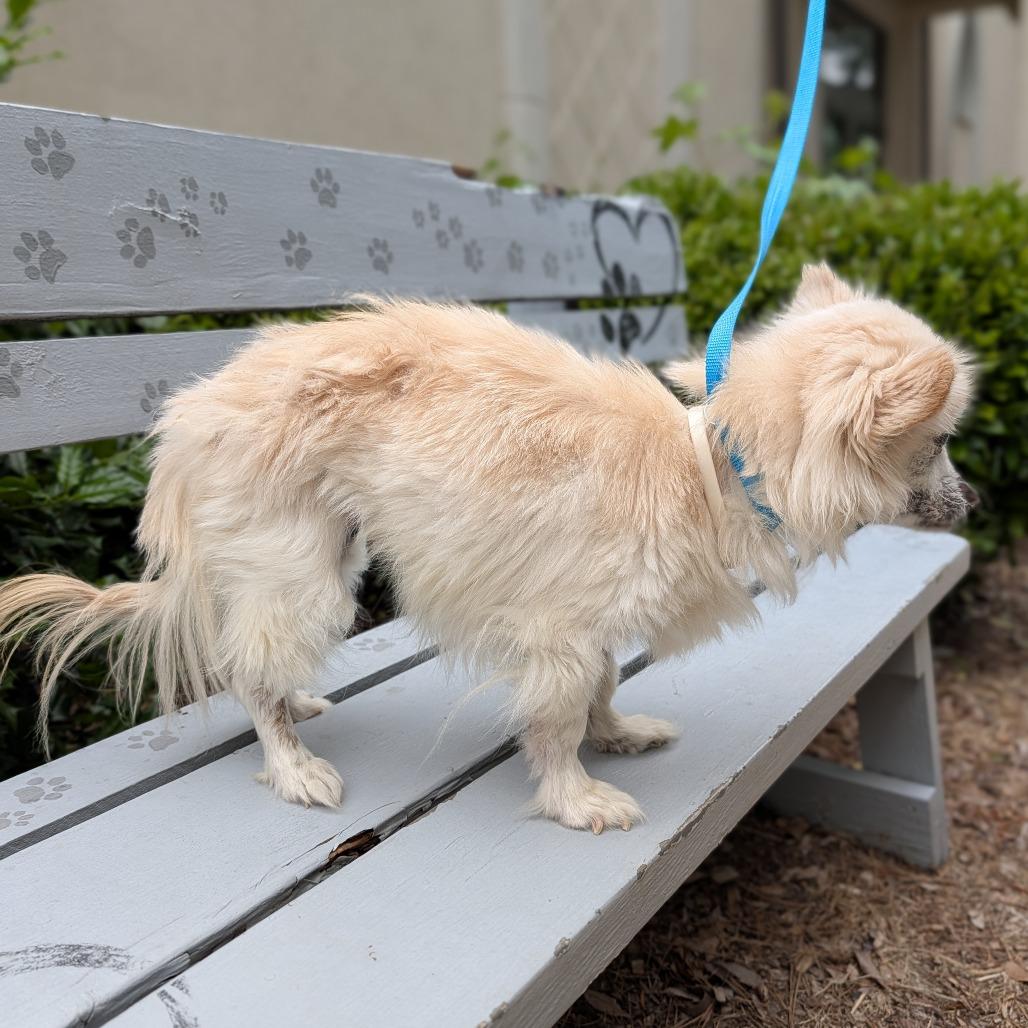 Missy 05-0103, Adoptable, Senior Female Pomeranian.