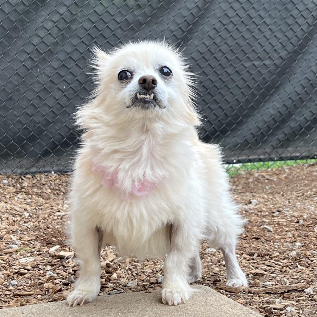 Enlarge Missy 05-0103, a Adoptable Pomeranian in Covington, GA image 2/6