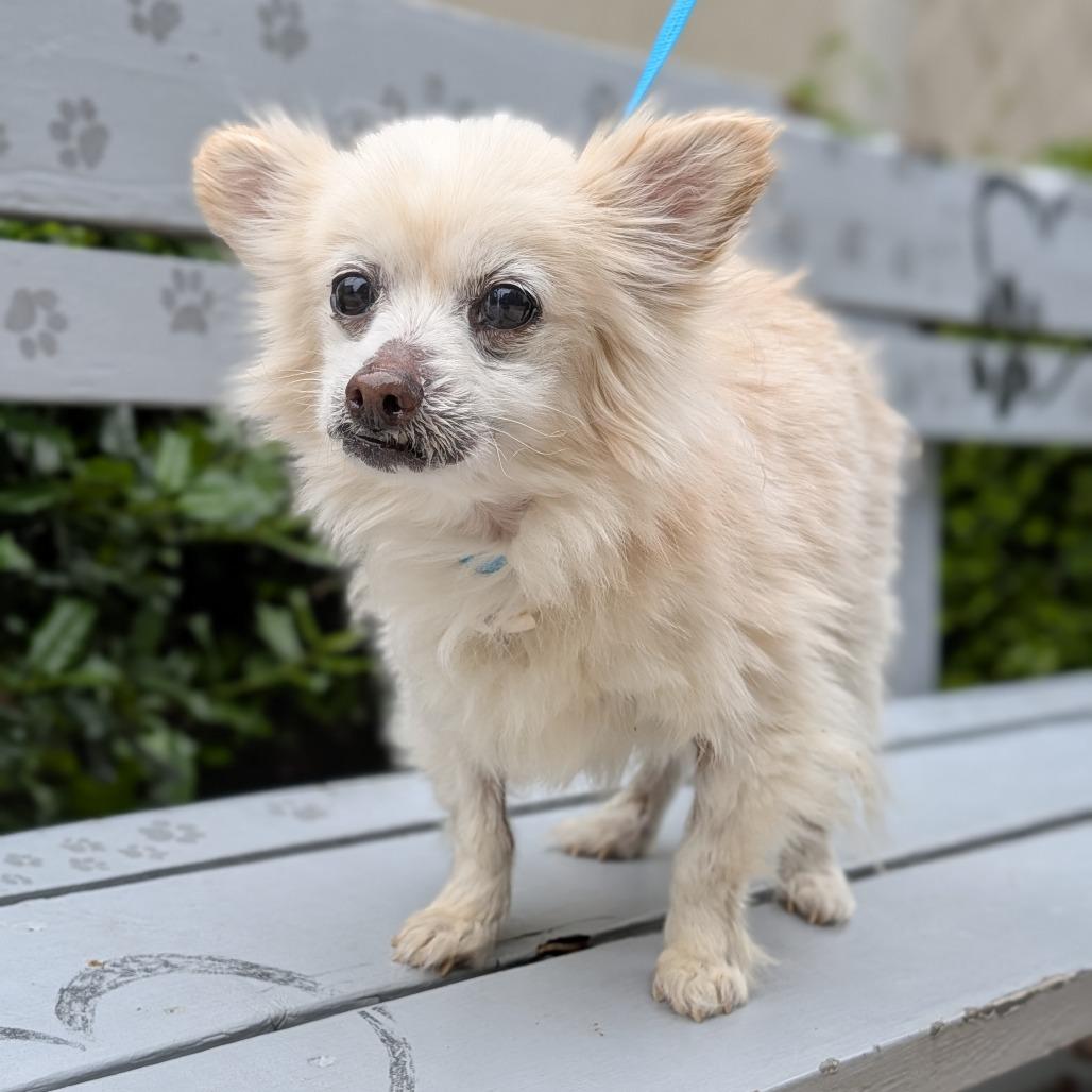 Enlarge Missy 05-0103, a Adoptable Pomeranian in Covington, GA image 3/6