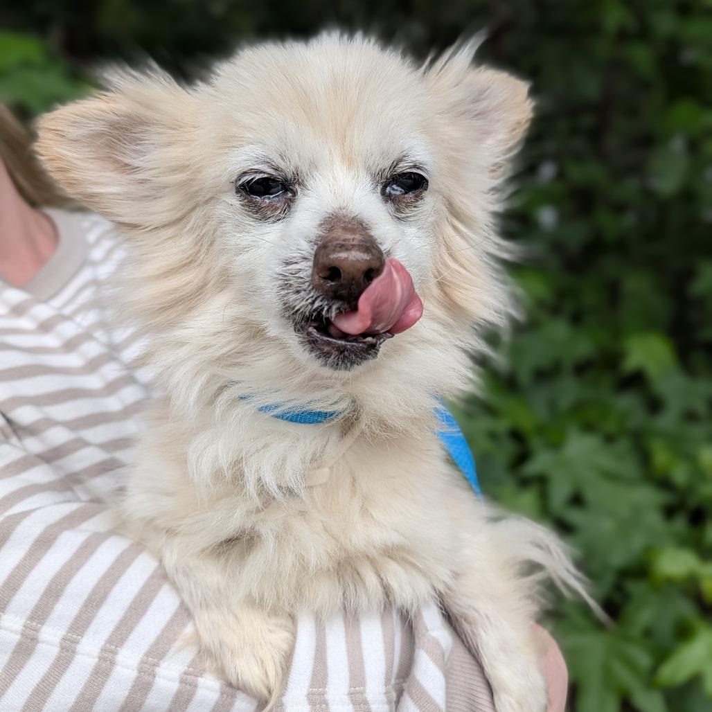 Enlarge Missy 05-0103, a Adoptable Pomeranian in Covington, GA image 4/6