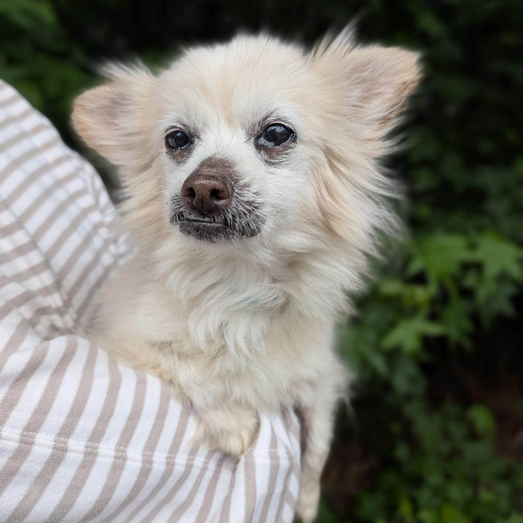 Enlarge Missy 05-0103, a Adoptable Pomeranian in Covington, GA image 5/6