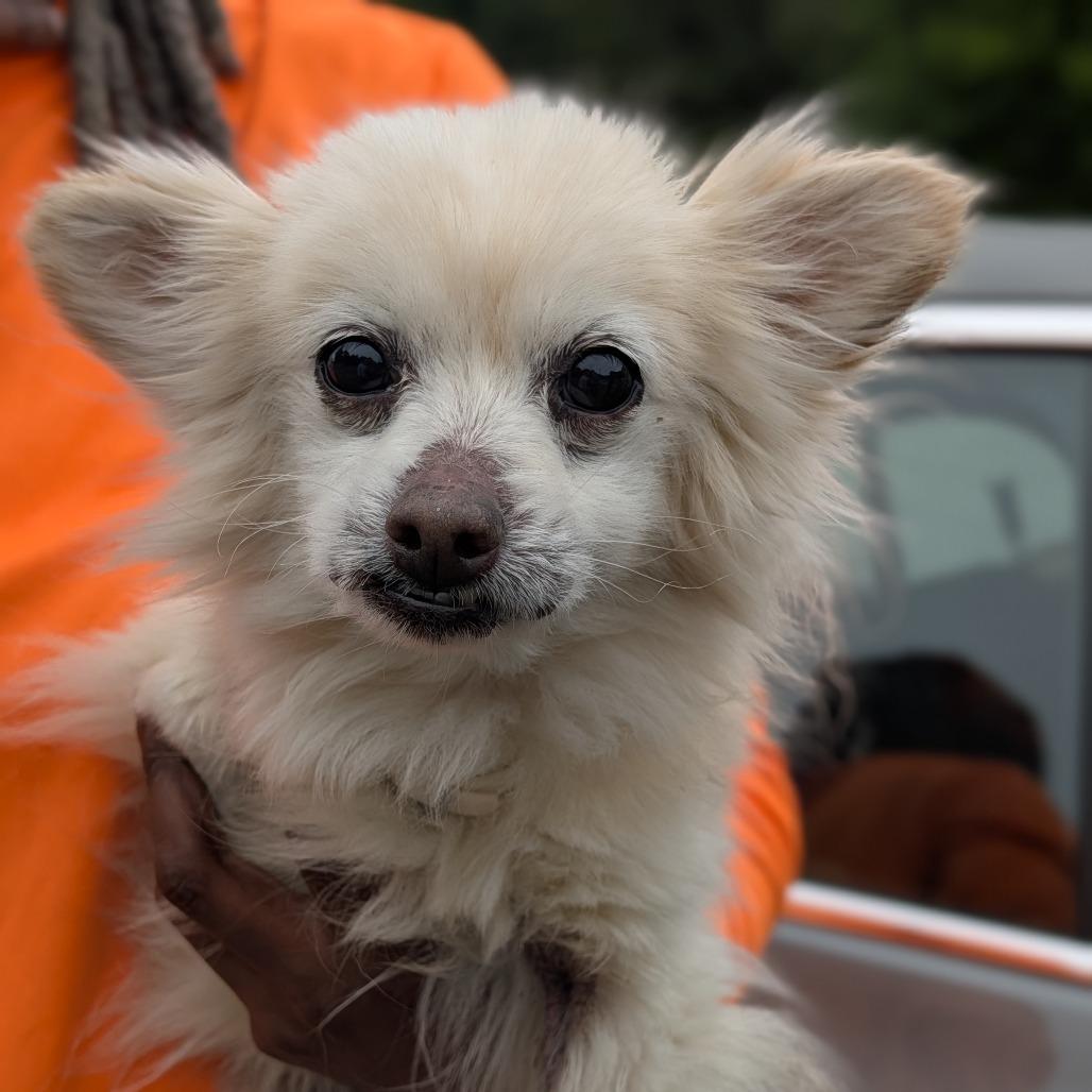 Enlarge Missy 05-0103, a Adoptable Pomeranian in Covington, GA image 6/6