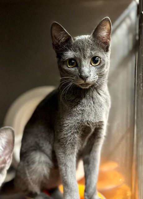 Enlarge ETTIE, a Adoptable Domestic Short Hair in York, SC image 1/1