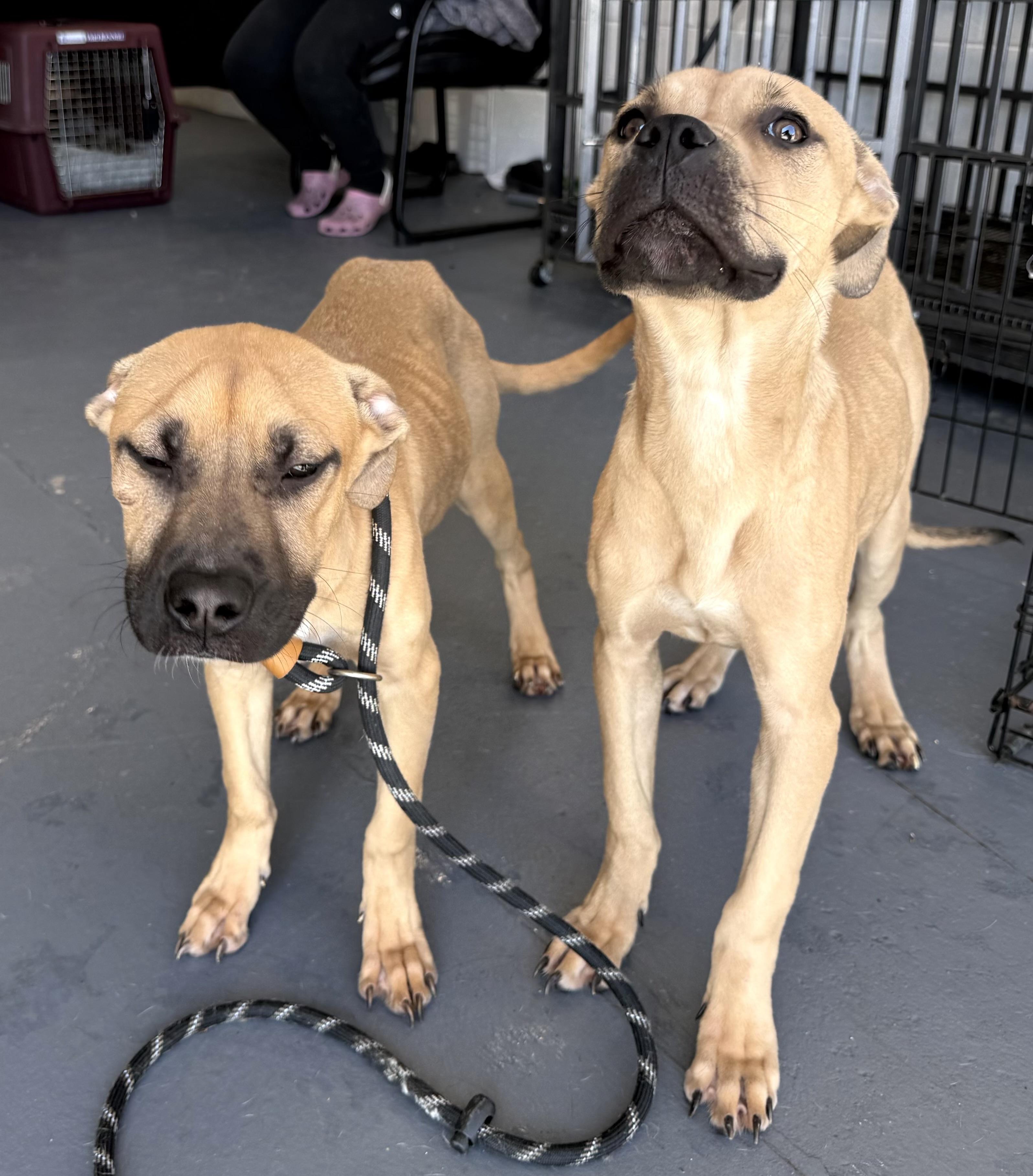 Enlarge Winnie & Sara, a Adopted mixed breed in Naperville, IL image 4/5