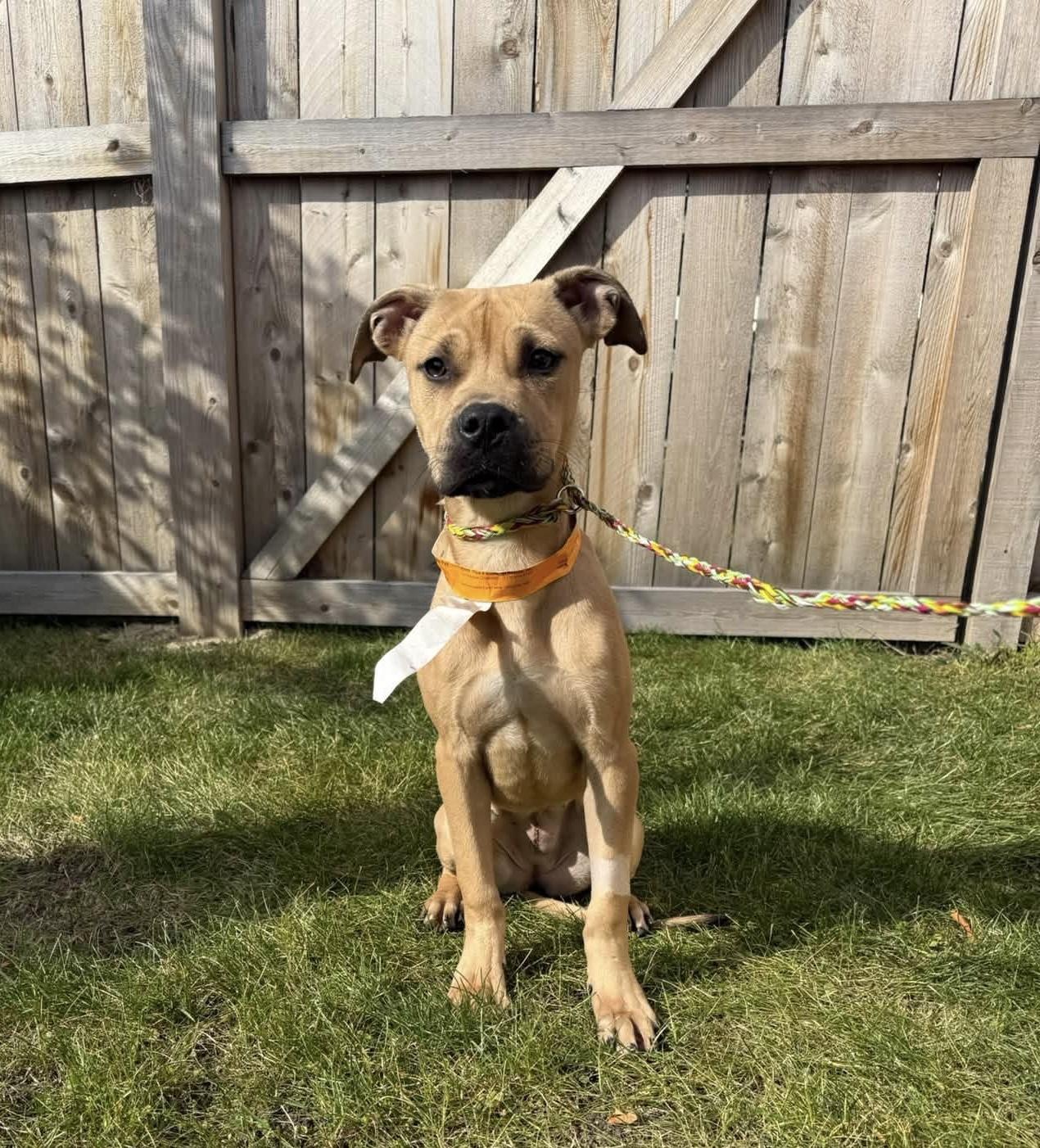 Enlarge Winnie & Sara, a Adopted mixed breed in Naperville, IL image 3/5